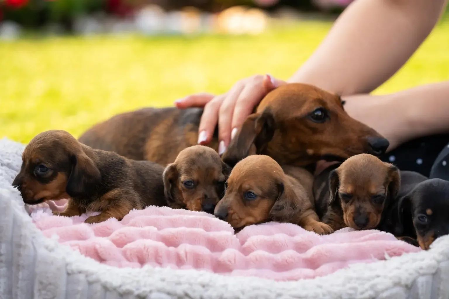 A second dachshund in the house