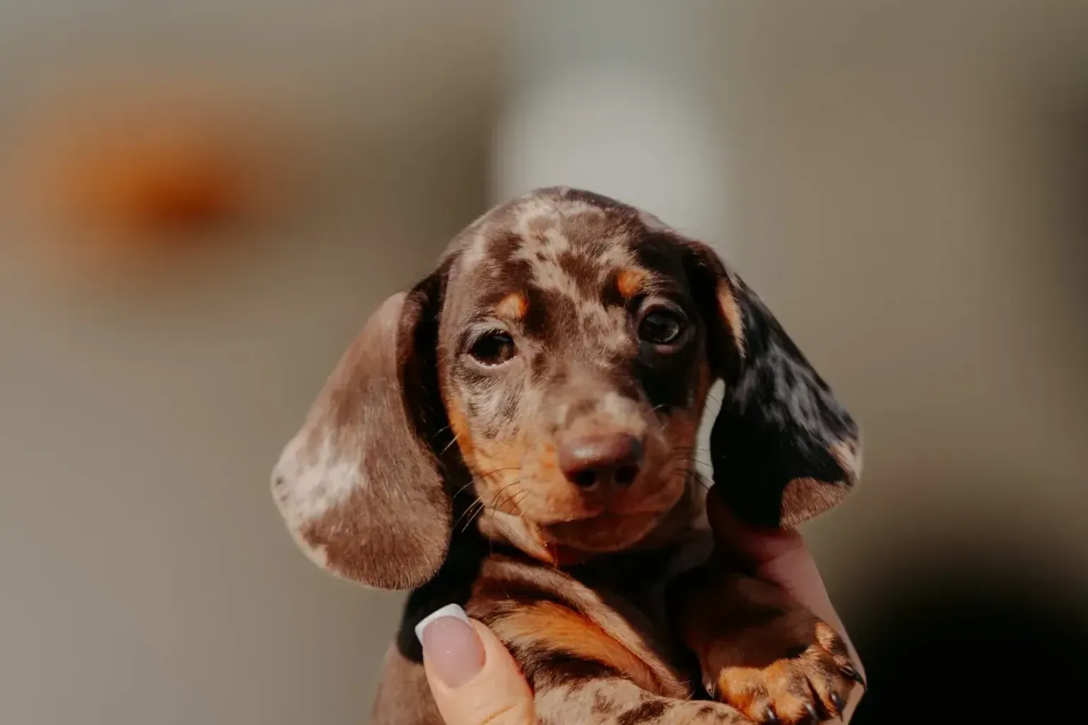 How to pick up a dachshund
