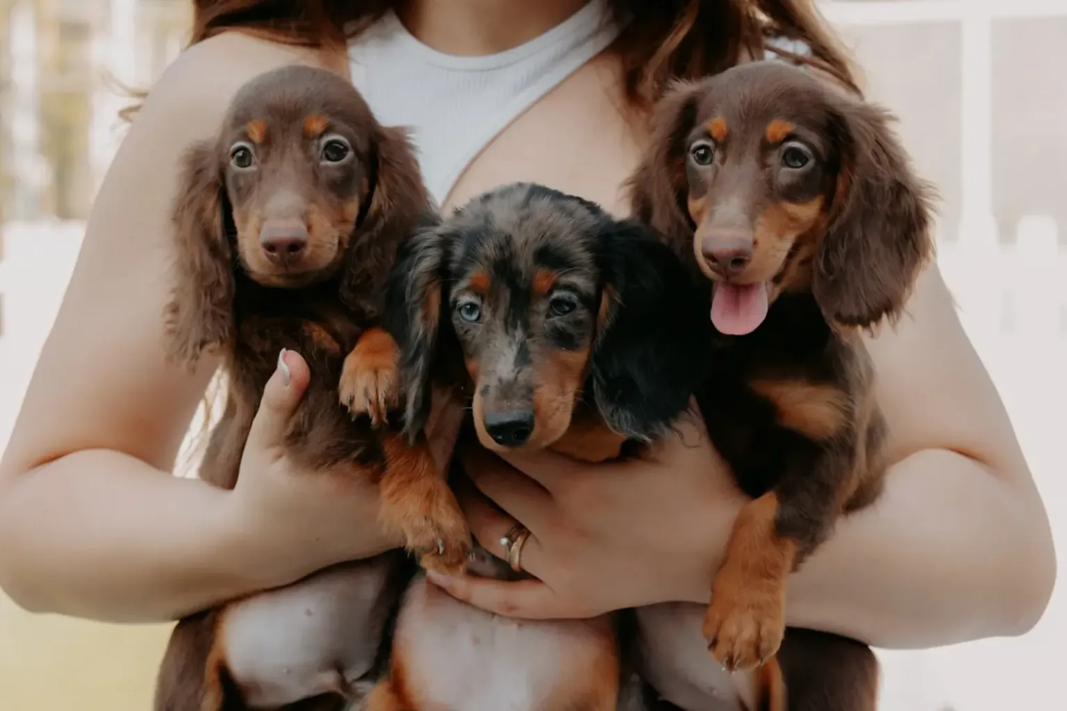 The name and the voice: how you call a dachshund