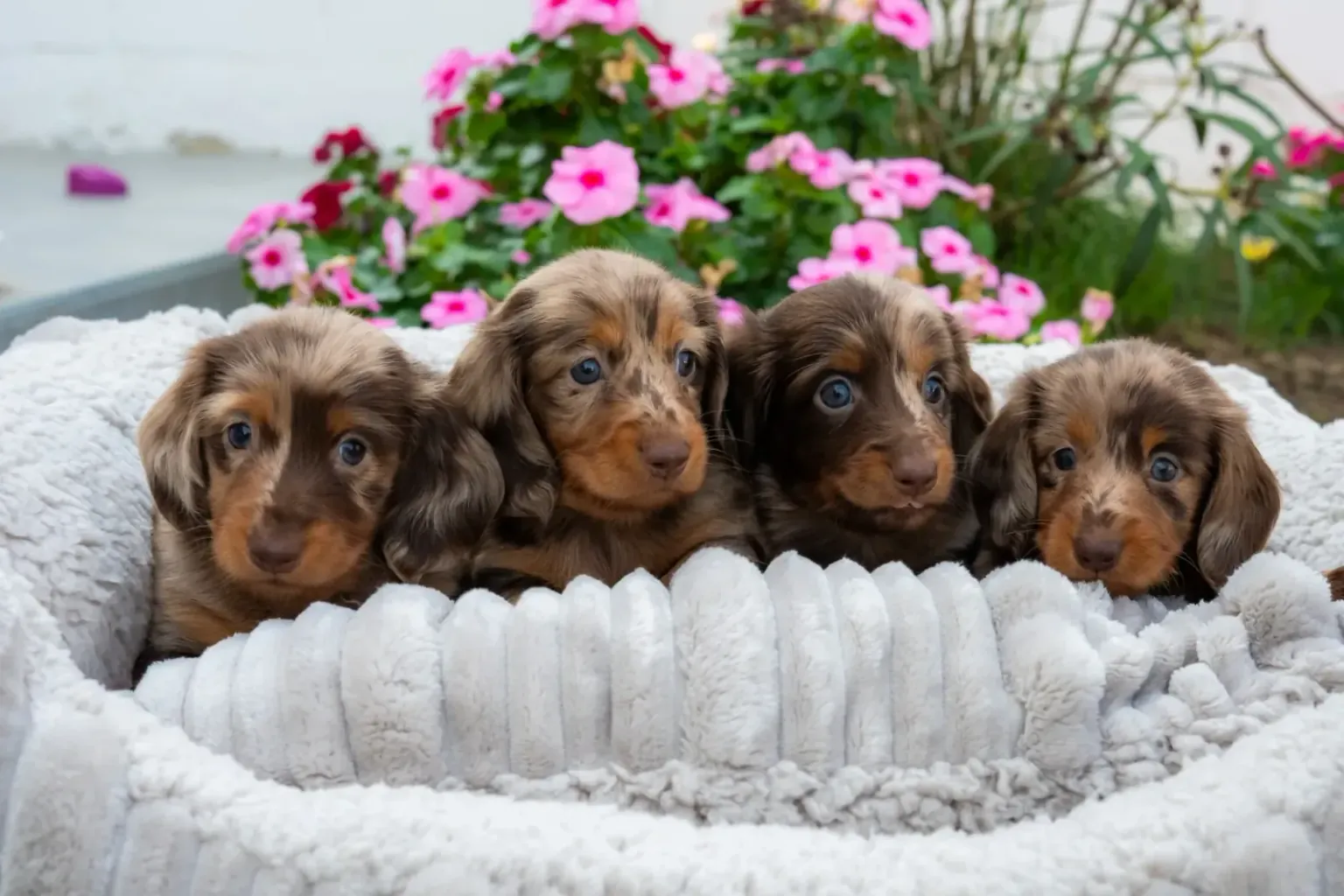 Feeding a dachshund puppy