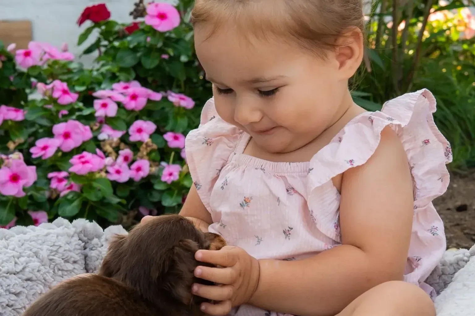 Summer and winter with a dachshund