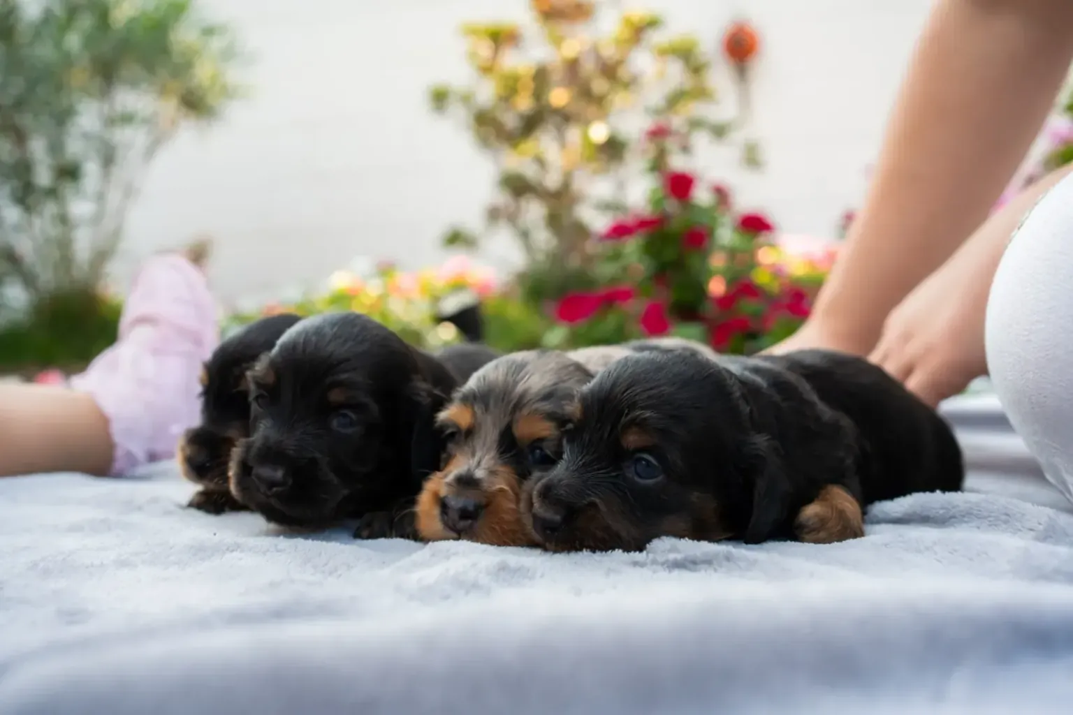 Leaving a dachshund home alone