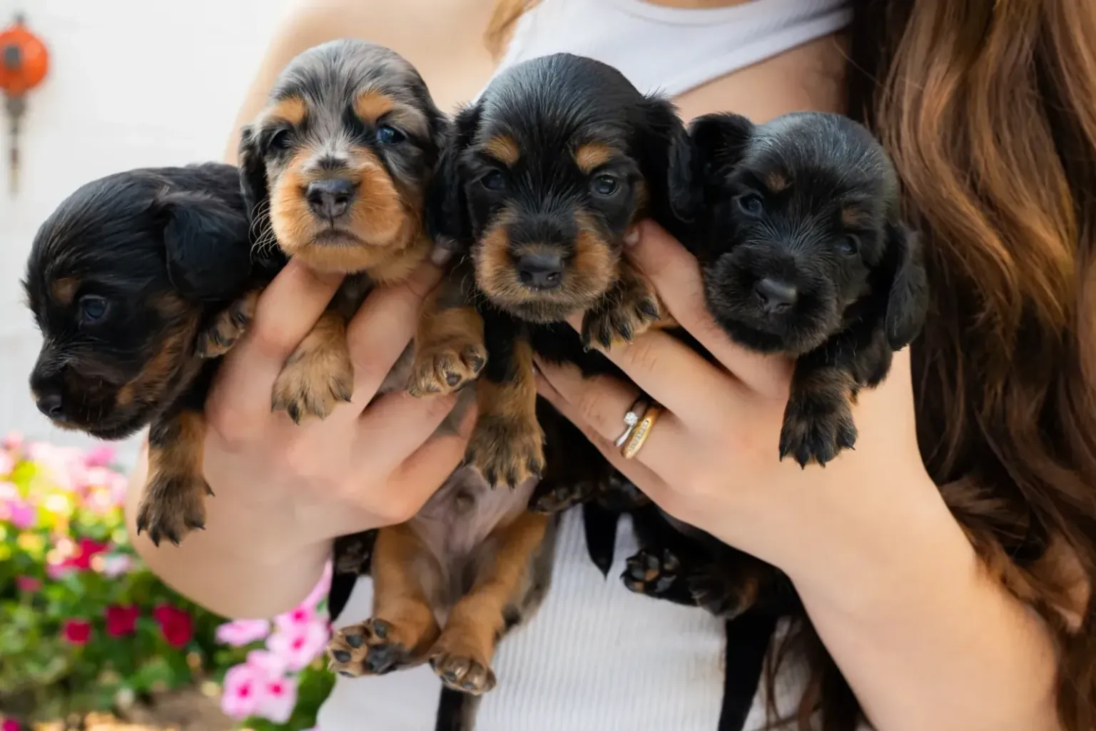 Kaninchen, miniature or standard: choosing properly