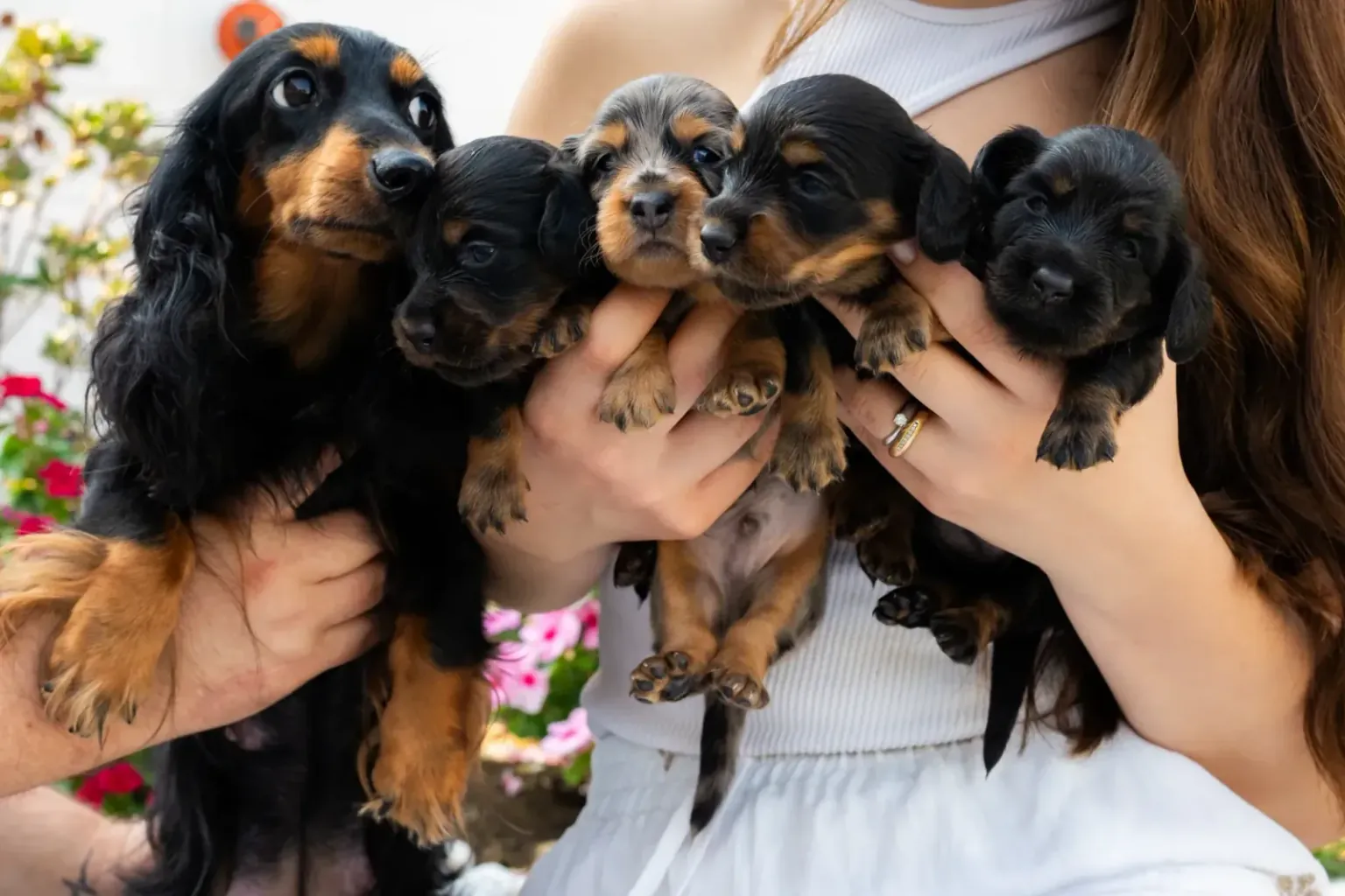 Why the dachshund comments on everything