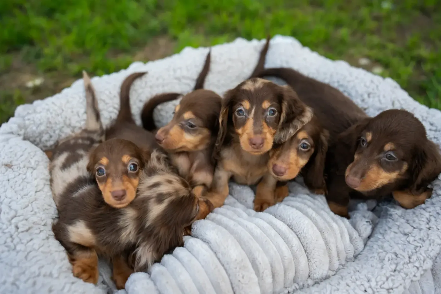 Rain, mud, and the dachshund that will not go out