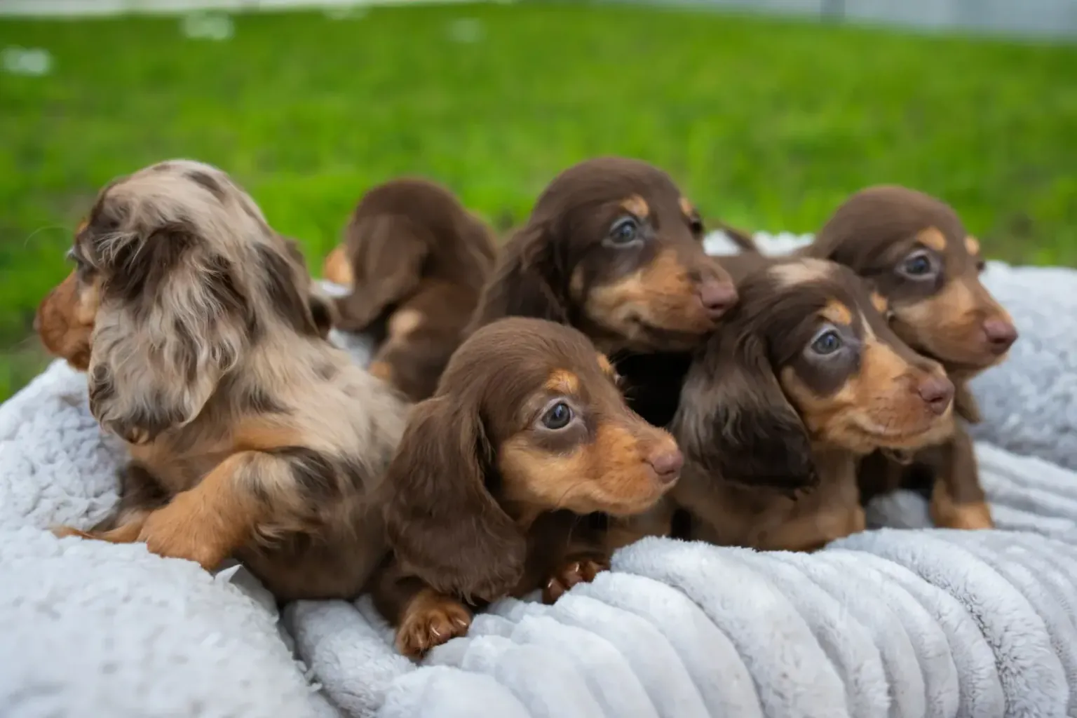 What to prepare before the puppy arrives