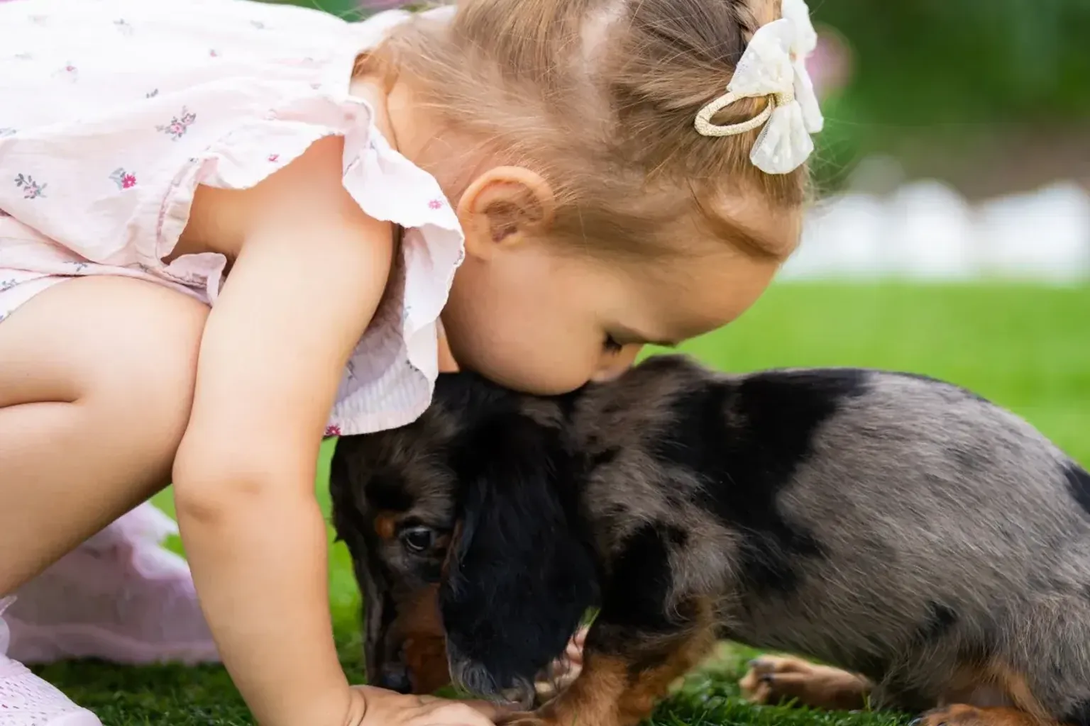 When the dachshund grows old