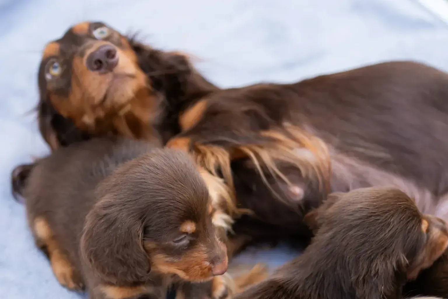 What a puppy can chew