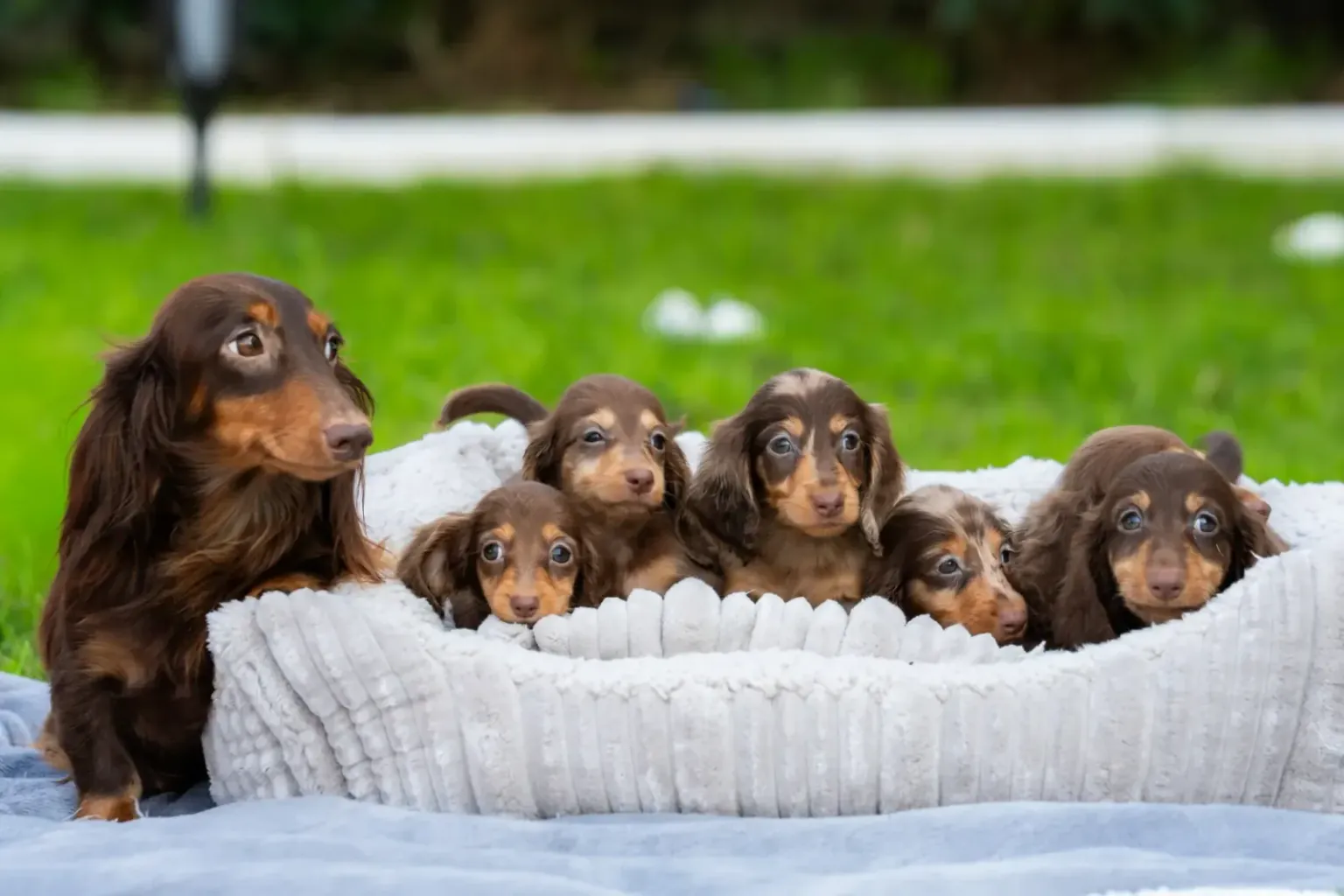 Walking a dachshund on the lead