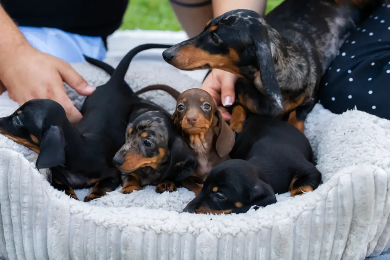 House training: a dachshund learns with a clock
