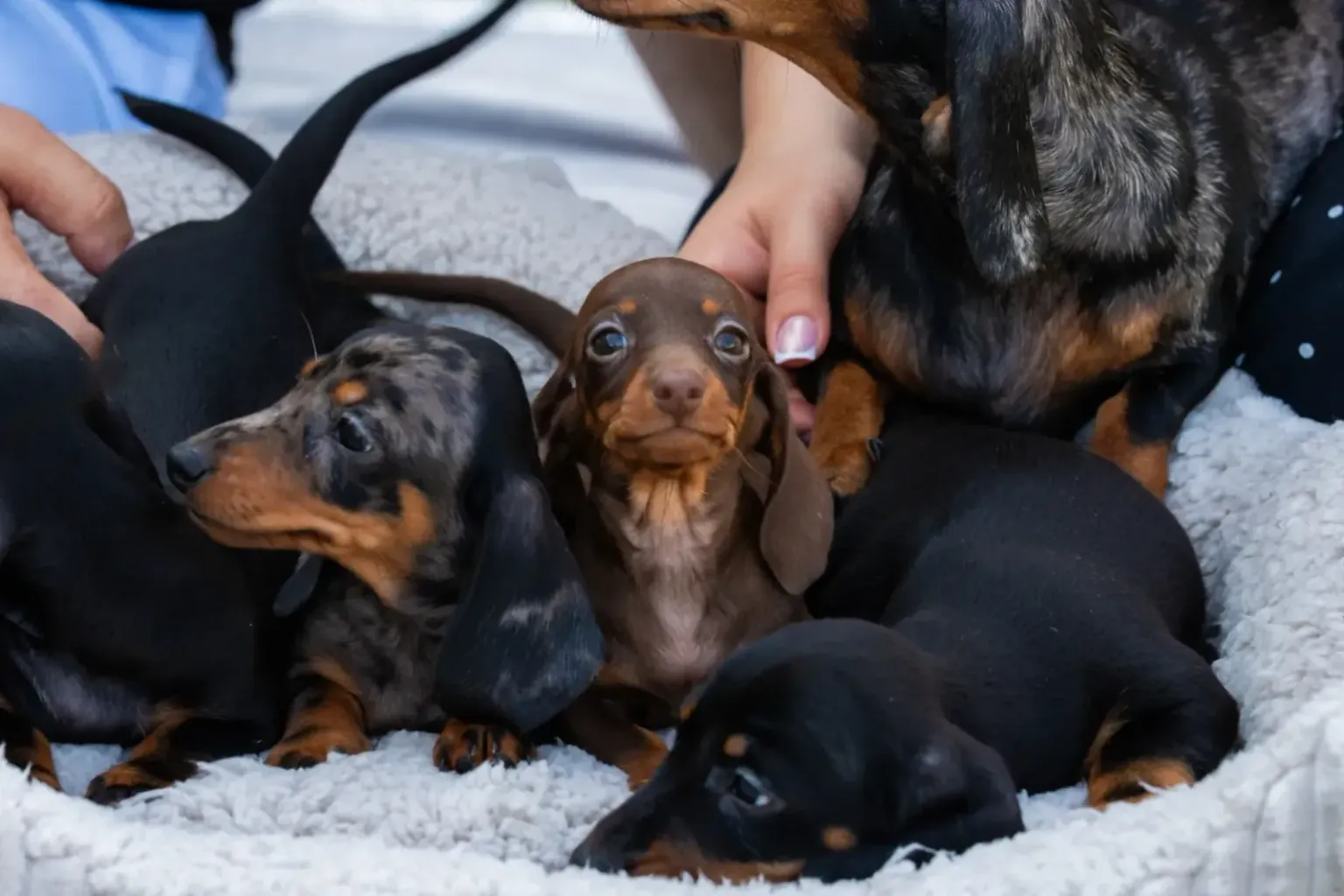 The right weight for a dachshund