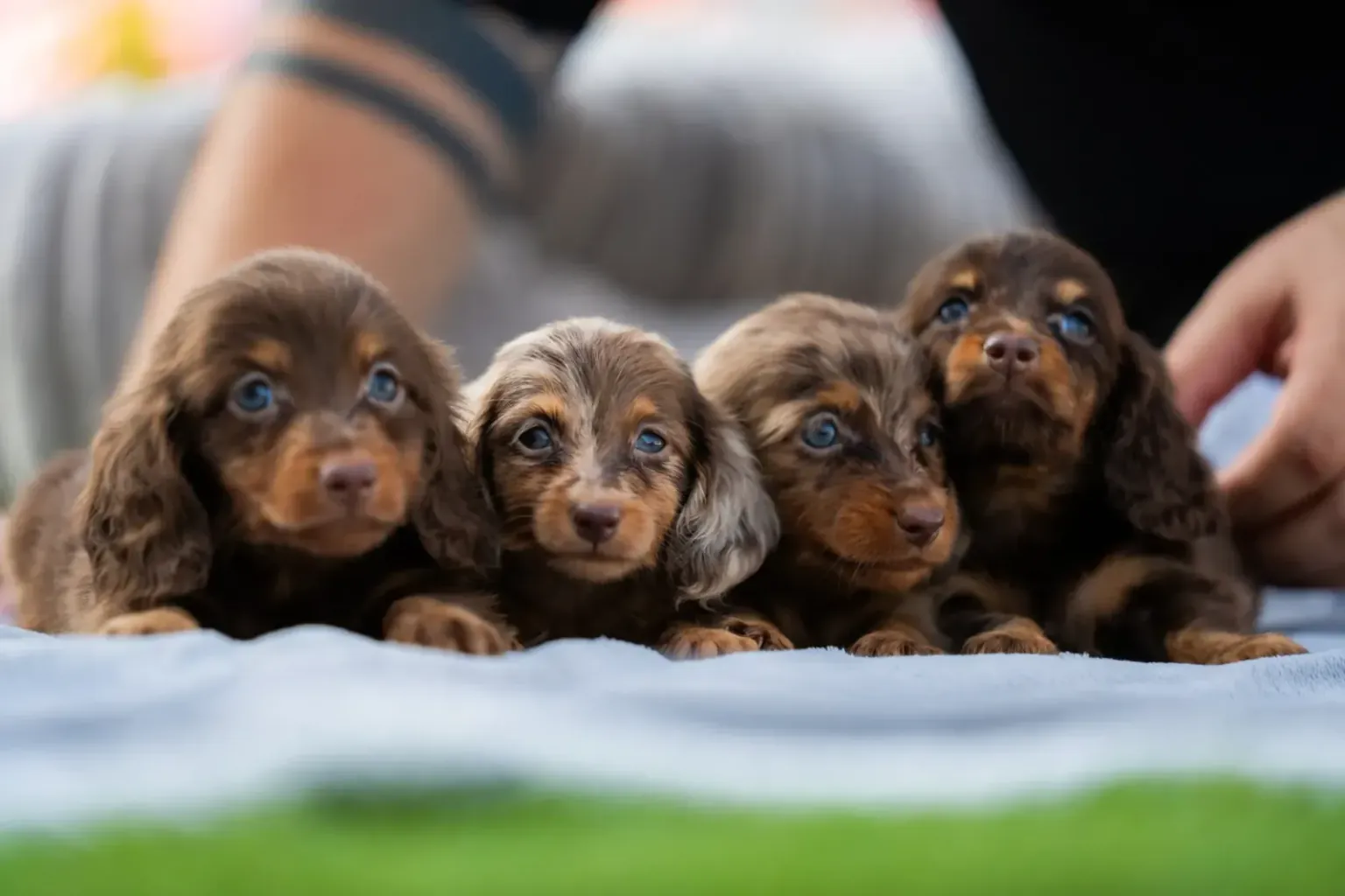 The dachshund’s back: prevention without alarm