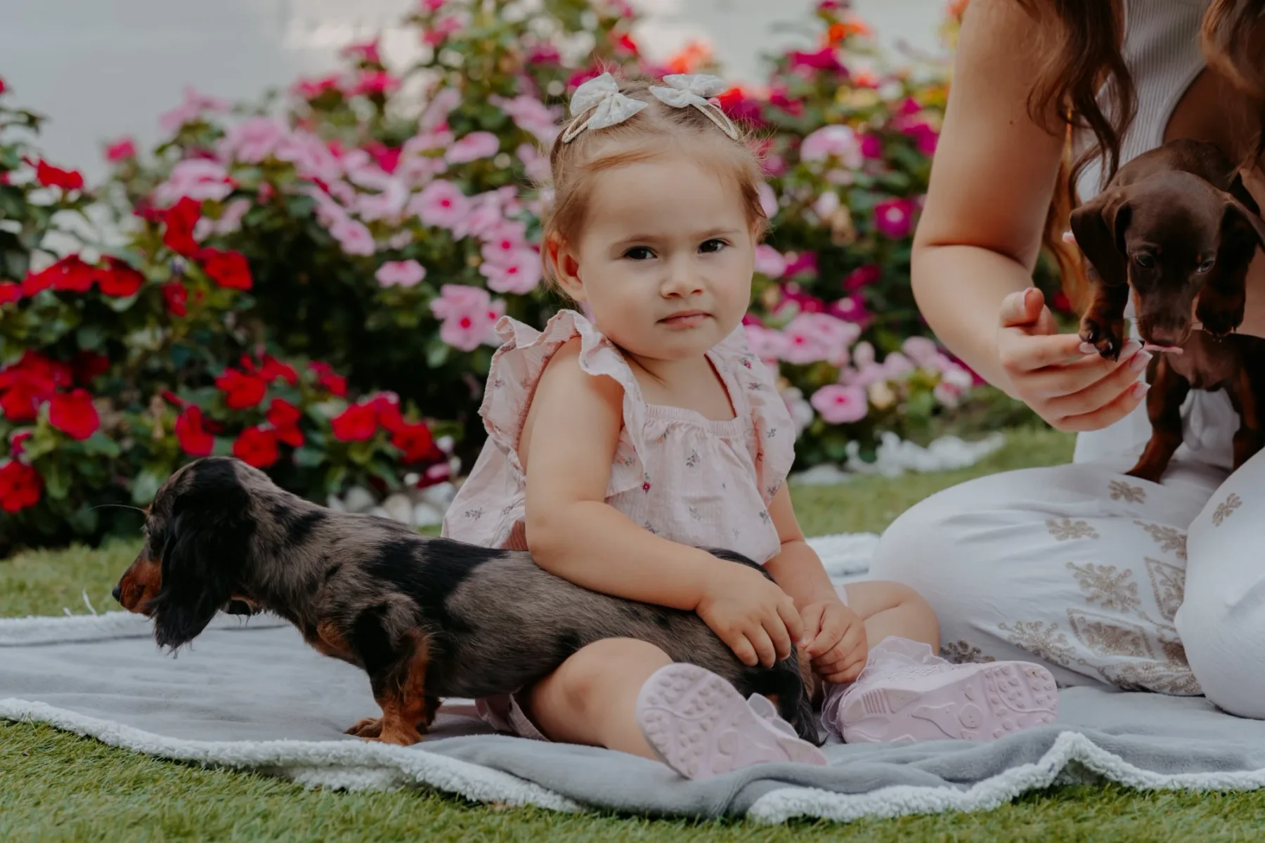 Dachshunds and children: clear rules, no panic