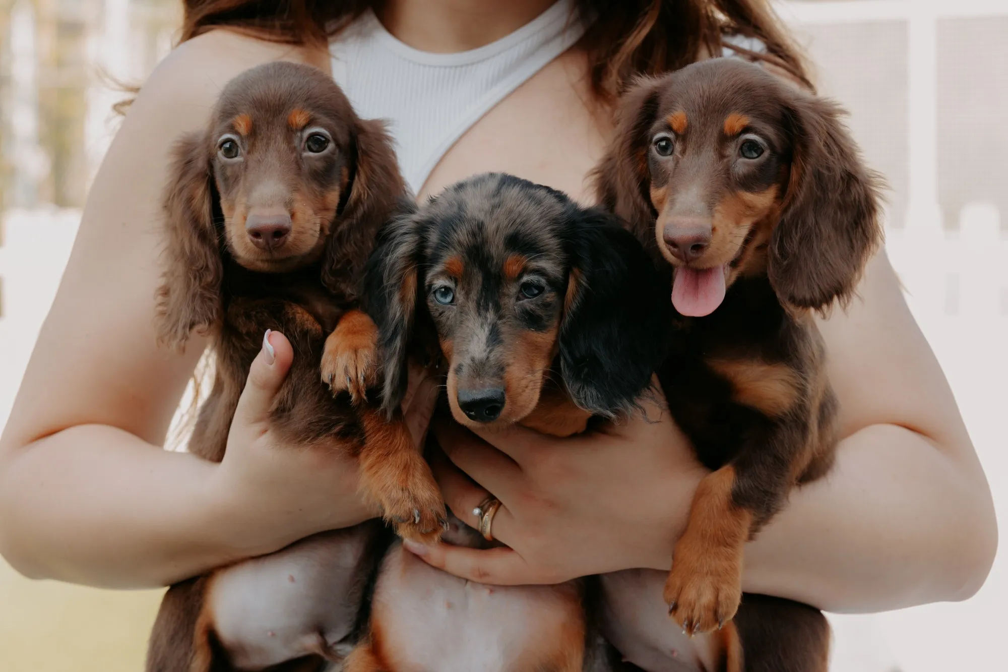 Three dachshund puppies held in arms: two chocolate and a dapple with blue eyes