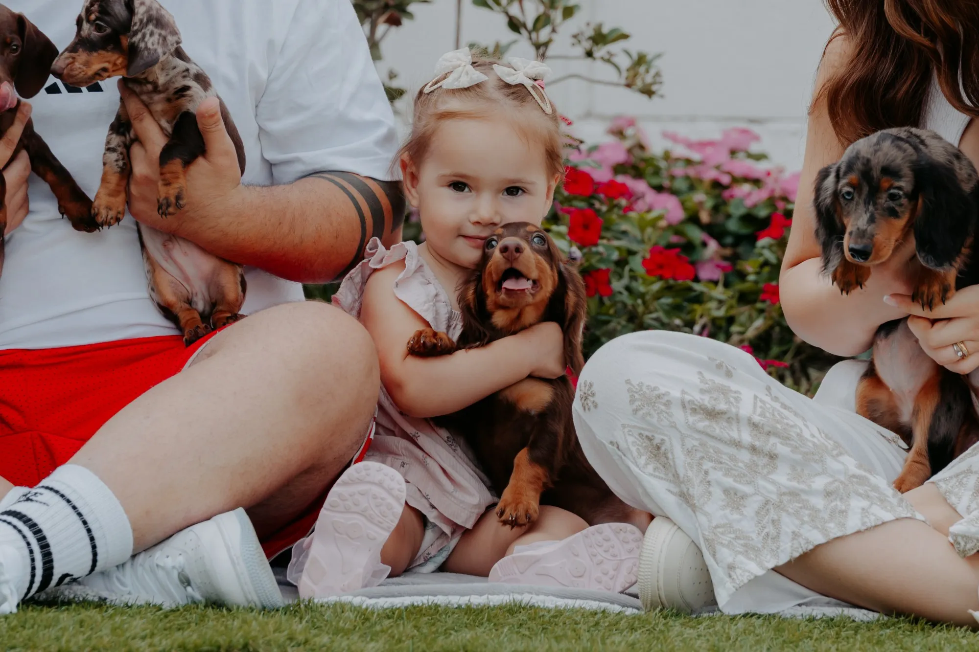 A little girl hugs a dachshund puppy