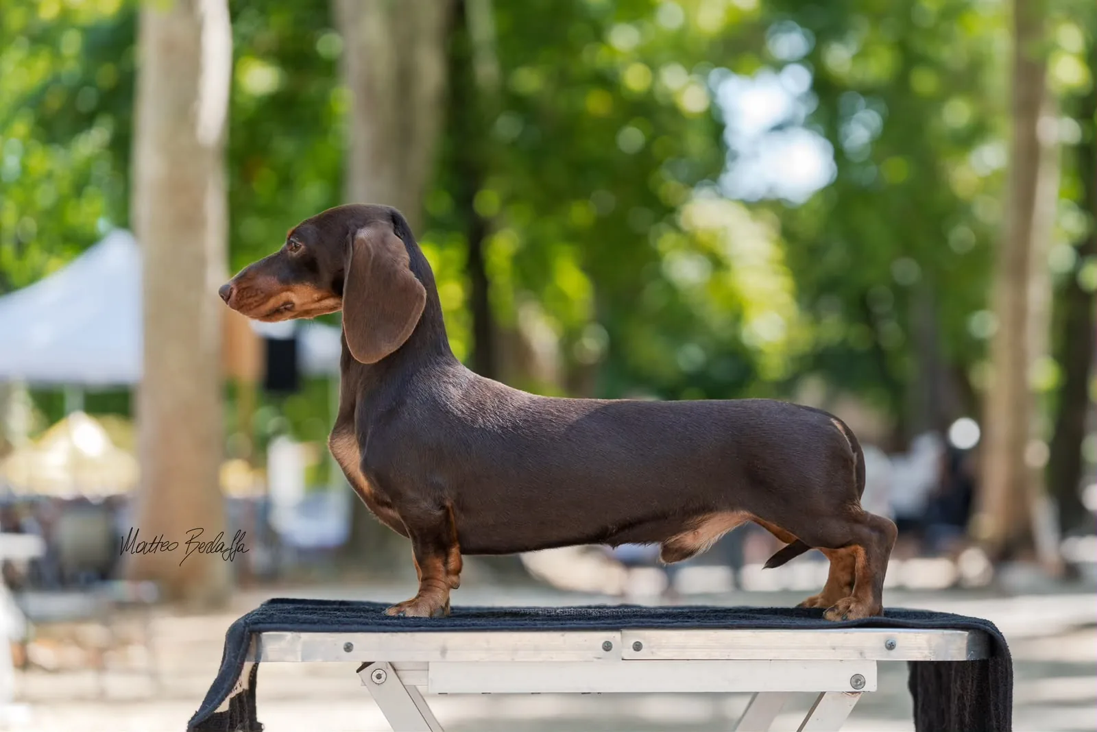 One of our stud dogs, calm at an outdoor show