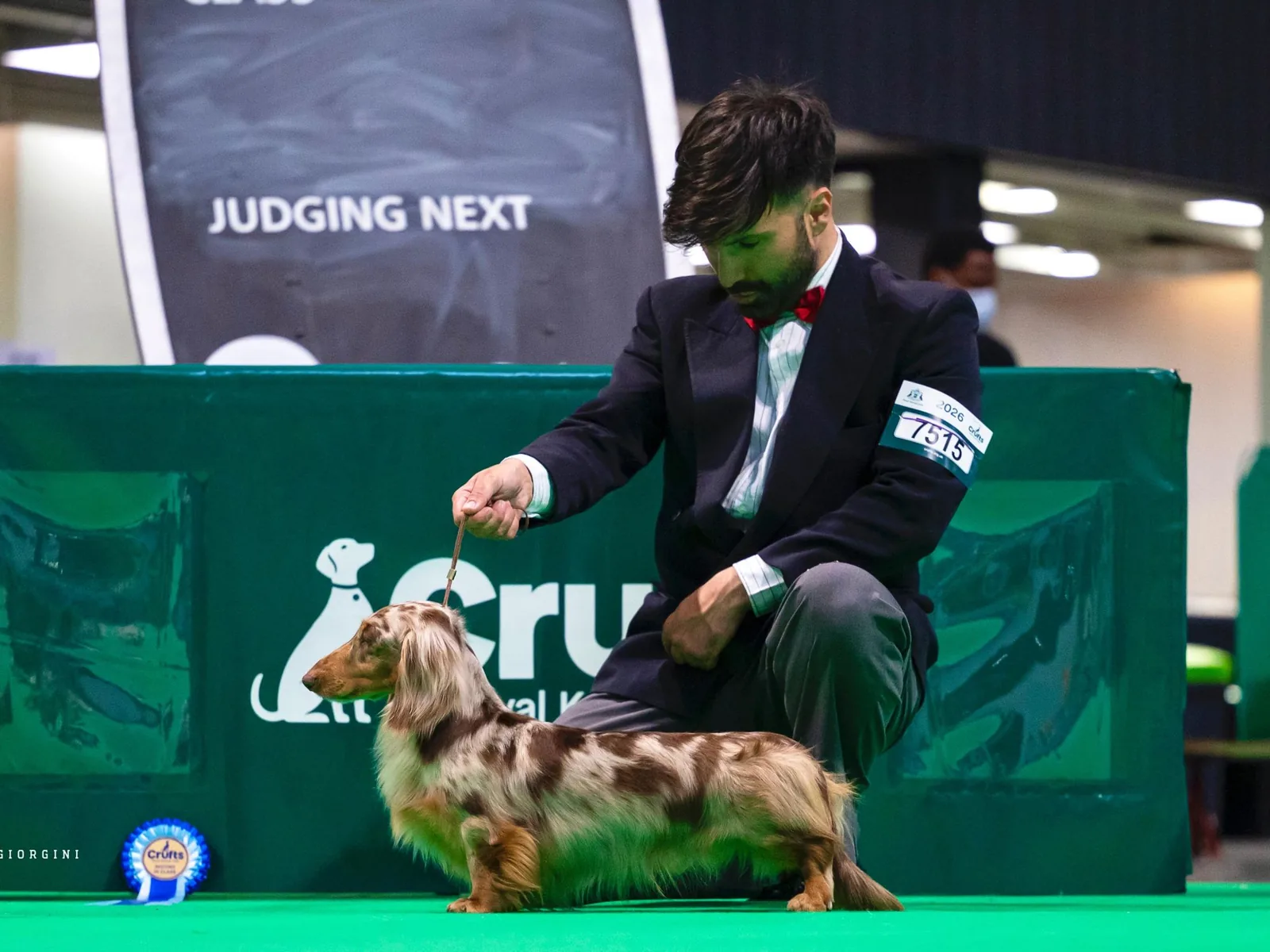Littl Fut Ximico in the Crufts ring