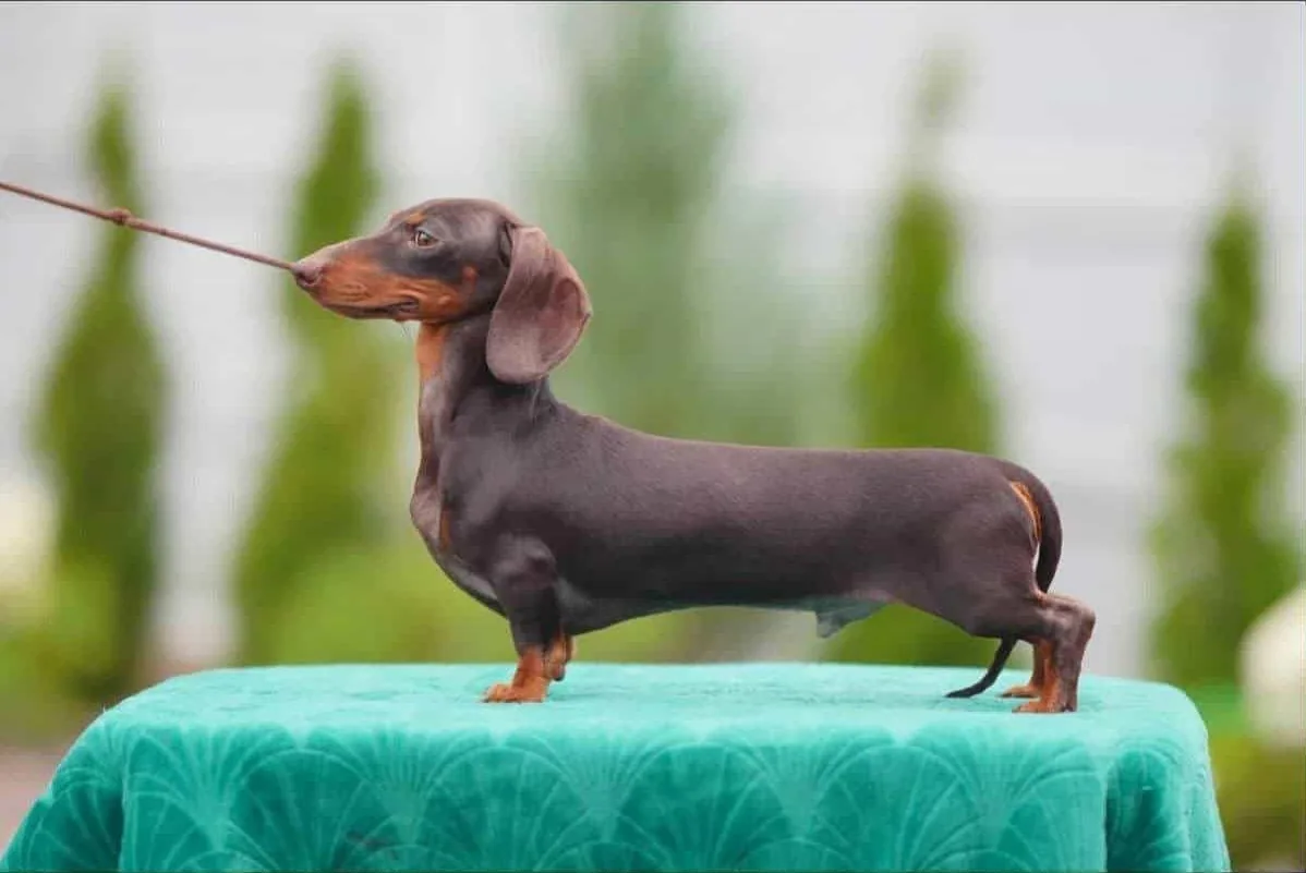 One of our stud dogs, calm at an outdoor show